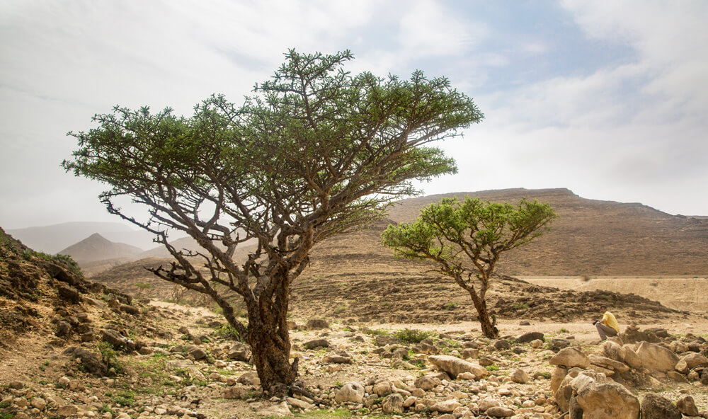 Weihrauch / Olibanum Tree - Weihrauchbaum - Weihrauchstrauch