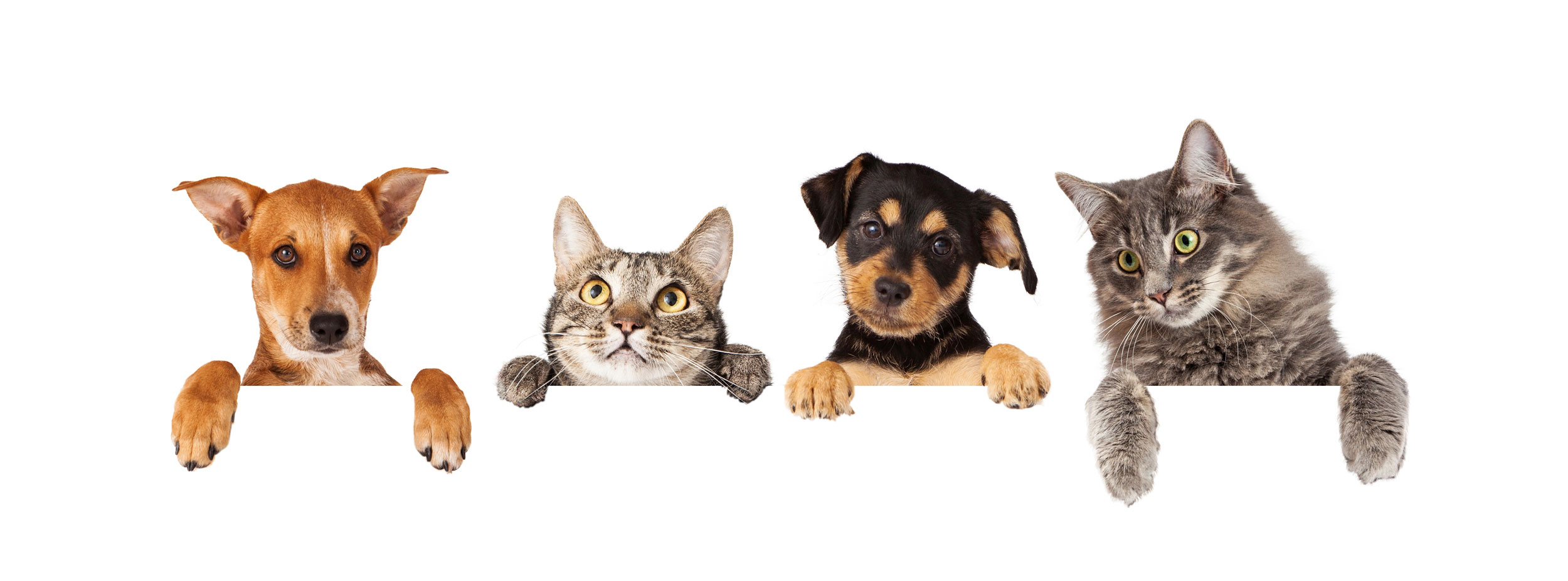 Which Incense Sticks Are Safe for Your Pets?