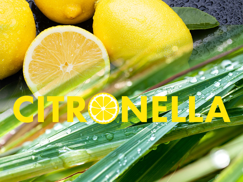 Guide de la citronnelle